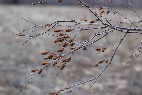Осенняя Голая Древесная Кошка Крупным Планом Ветви Заднего Плана Облачную — стоковое фото