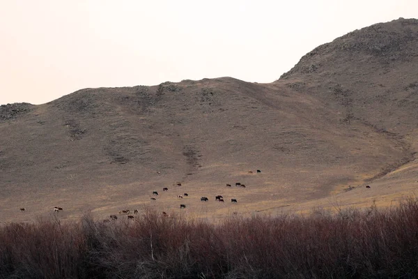 Vistas Montaña Con Clima Nublado Manada Vacas Pastando Ladera Ganado —  Fotos de Stock