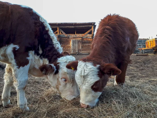 Cute Young Calfs Eating Hay Funny Fluffy Red White Baby — Stock Photo, Image