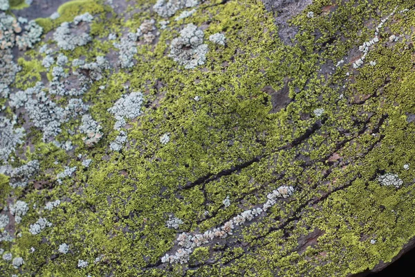 Фон Moss Texture Крупном Плане Погодный Камень Лишайником Лесу Вершине — стоковое фото