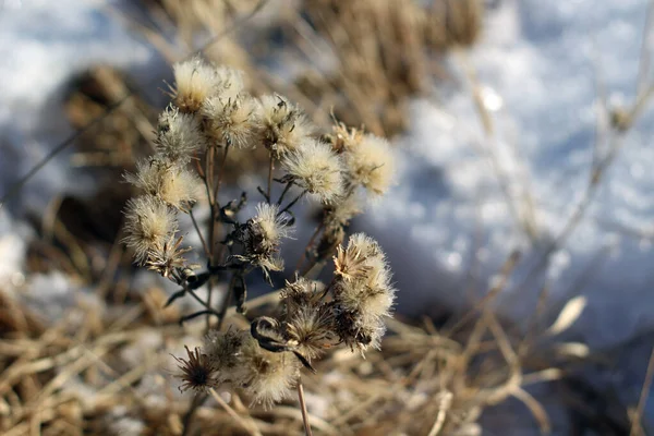 白い雪と黄色の草に対して秋の冬の牧草地で乾燥凍結花のクローズアップ — ストック写真