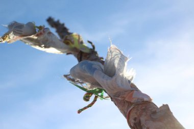 Budist ahşap üzerinde dua bayrakları sallıyordu. Kışın rüzgarlı havada dağın zirvesinde ibadet etmek için kutsal bir yer. 