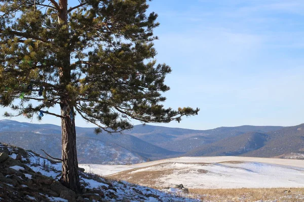 高山上的松树 针叶松松松的常绿针叶林 与覆盖着森林和雪地的高山景色相映衬 — 图库照片