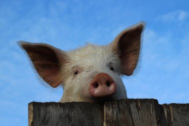 Funny pink pig smiling and peeking from behind wooden pigpen fence. Curious hungry piglet with fluffy big ears, white eyes, and furry snout against blue sky Background  clipart
