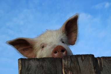 Ahşap çitin arkasından gözetleyen komik pembe domuz. Kabarık kulaklı, beyaz gözlü, mavi arka planda kürklü burnu olan meraklı aç domuz yavrusu. 