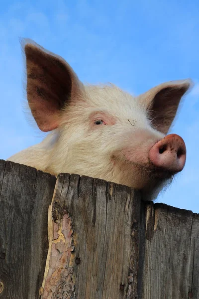 Funny pink pig smiling and peeking from behind wooden pigpen fence. Curious hungry piglet with fluffy big ears, white eyes, and furry snout against blue sky Background