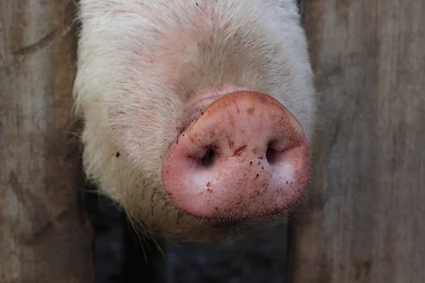 豚の豚臭 面白いピンクの鼻の豚の鼻の後ろから外を見る木製の豚の柵 — ストック写真