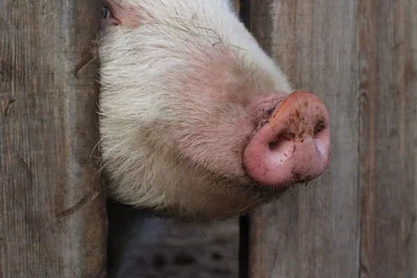 豚の豚臭 面白いピンクの鼻の豚の鼻の後ろから外を見る木製の豚の柵 — ストック写真
