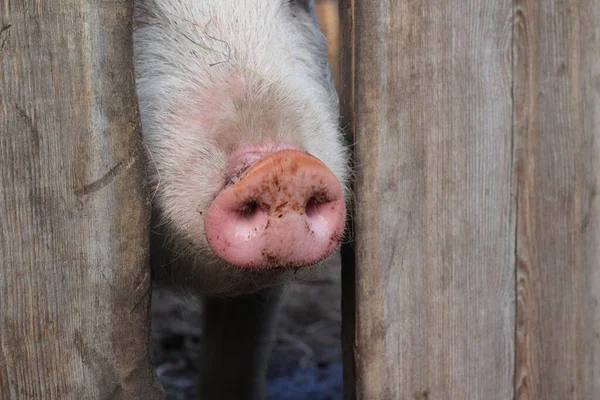 Porco Cheirar Mal Nariz Rosa Engraçado Focinho Porco Que Olha — Fotografia de Stock