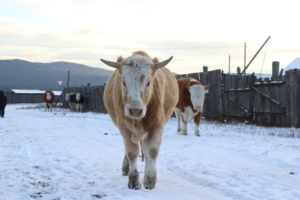 Boynuzlu inek portresi kameraya bakıyor. Tüylü sığır sürüsü kışın karla kaplı tarlalarda 