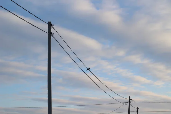 Ptaki Liniach Energetycznych Czarny Kruk Kruk Przeciwko Niebieskiemu Niebu Zachodzie — Zdjęcie stockowe