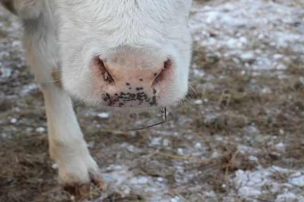 牛の鼻ピンクの斑点の鼻を閉じる 若い牛が口を開いて干し草を食べる — ストック写真