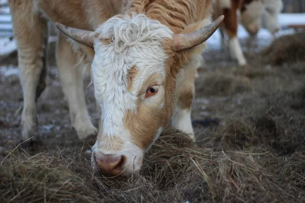 Cow eating hay in winter. Horned caramel brown bull grazing on farmland chewing yellow grass in harsh weather