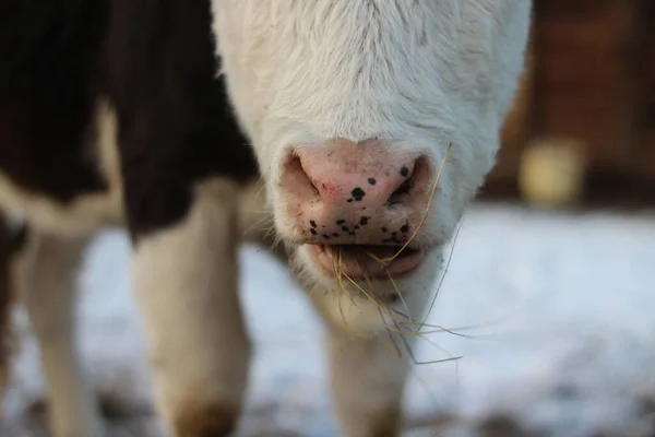 牛の鼻ピンクの斑点の鼻を閉じる 若い牛が口を開いて干し草を食べる — ストック写真