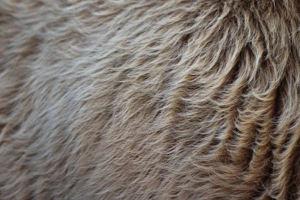 Texture Fourrure Animale Fond Cheveux Brun Caramel Couleur — Photo