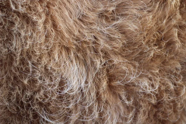 Texture Fourrure Animale Fond Cheveux Brun Caramel Couleur — Photo