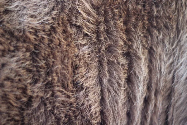 動物性毛皮の質感背景髪ブラウンカラメル色 — ストック写真
