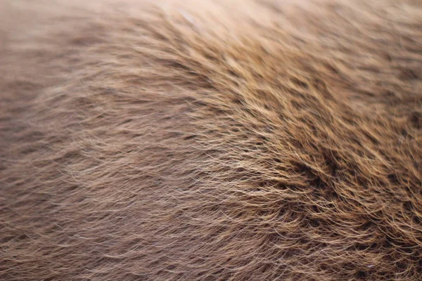 Texture Fourrure Animale Fond Cheveux Brun Caramel Couleur — Photo