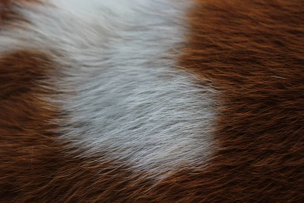 Textura Piel Animal Fondo Pelo Esponjoso Color Rojo Blanco —  Fotos de Stock