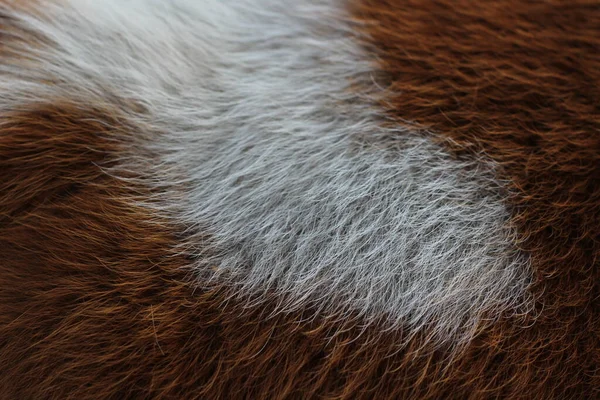 Tierfell Textur Hintergrund Flauschige Haarfarbe Rot Und Weiß — Stockfoto