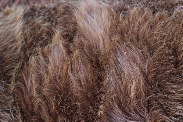 Texture Fourrure Animale Fond Cheveux Brun Caramel Couleur — Photo