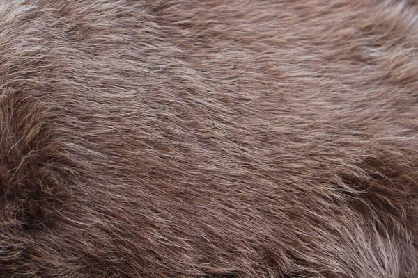 Živočišná Kožešina Textura Pozadí Vlasy Hnědá Karamelová Barva — Stock fotografie