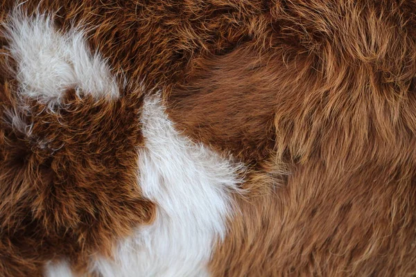 動物性毛皮の質感背景ふわふわの髪の色赤と白 — ストック写真