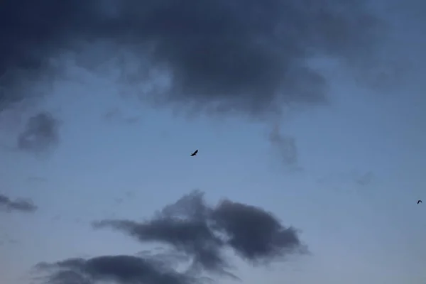 Kara Bulutlu Dramatik Gökyüzü Uçan Kuş Karga Kuzgunu — Stok fotoğraf