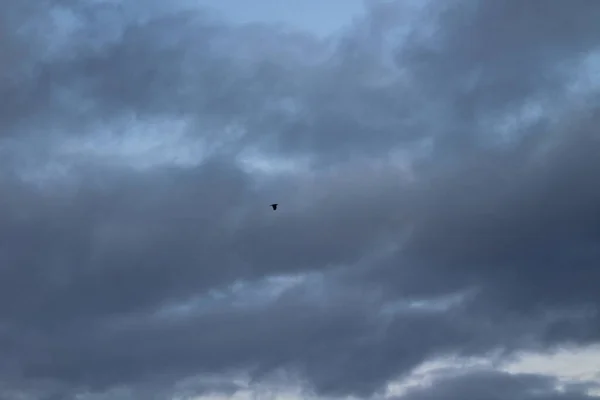 Cielo Dramático Con Nubes Oscuras Cuervo Cuervo Ave Voladora —  Fotos de Stock