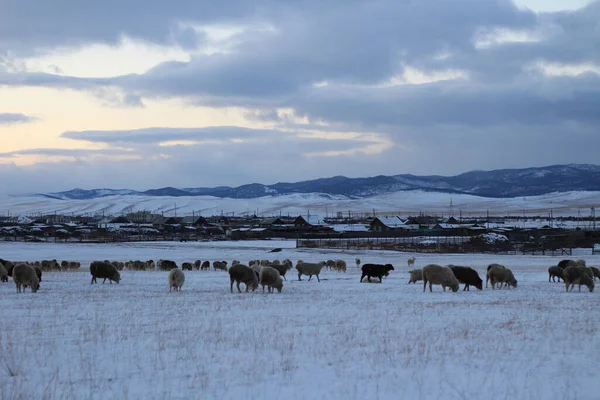 Koyun sürüsü Kışın sert kar tarlasında otluyor. Ufukta Günbatımı Bulutlu Gökyüzü Altında Karlı Dağlara Karşı Kırsal Köy yakınlarındaki Çayırlık Manzarası