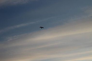 Kara Bulutlu Dramatik Gökyüzü ve Uçan Kuş Karga Kuzgunu