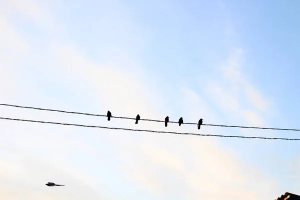 Πουλιά Καλώδια Ρεύματος Μαύρο Κοράκι Κοράκι Εναντίον Μπλε Ουράνια Σύννεφα — Φωτογραφία Αρχείου