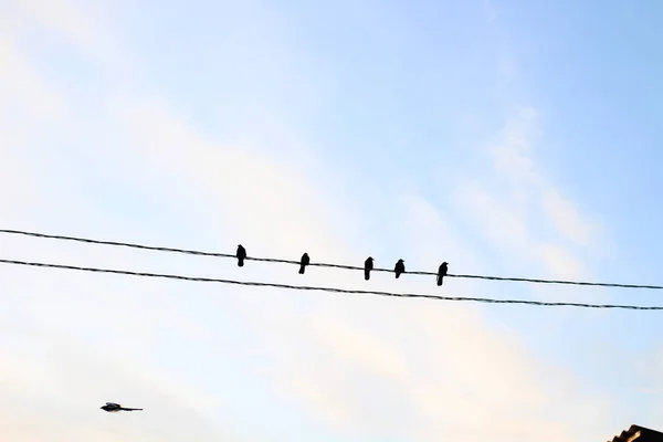 Elektrik Kablolarındaki Kuşlar Kara Karga Kuzguna Karşı Mavi Gök Bulutları — Stok fotoğraf