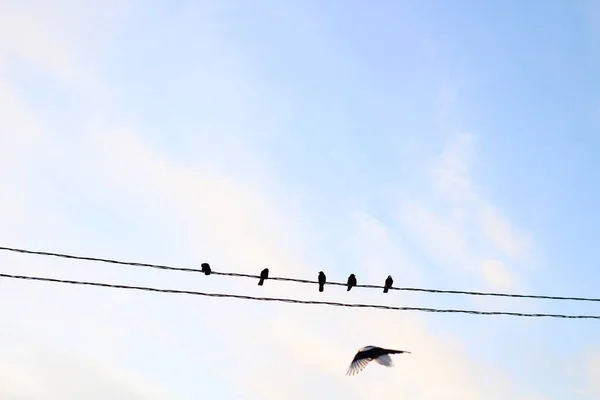 Elektrik Kablolarındaki Kuşlar Kara Karga Kuzguna Karşı Mavi Gök Bulutları — Stok fotoğraf