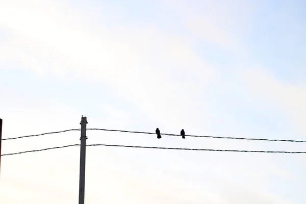 Pájaros Cables Líneas Eléctricas Cuervo Cuervo Negro Contra Nubes Azules —  Fotos de Stock