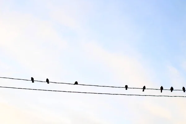 Pájaros Cables Líneas Eléctricas Cuervo Cuervo Negro Contra Nubes Azules —  Fotos de Stock