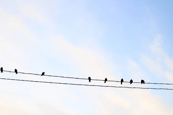 Ptaki Liniach Energetycznych Kruk Czarny Kruk Przeciwko Chmurom Niebieskiego Nieba — Zdjęcie stockowe