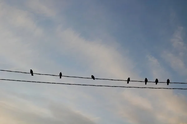 Elektrik Kablolarındaki Kuşlar Günbatımında Sarı Bulutlu Kara Karga Mavi Gökyüzüne — Stok fotoğraf