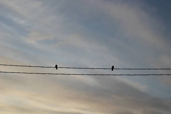 Pájaros Cables Líneas Eléctricas Cuervo Cuervo Negro Contra Cielo Azul —  Fotos de Stock