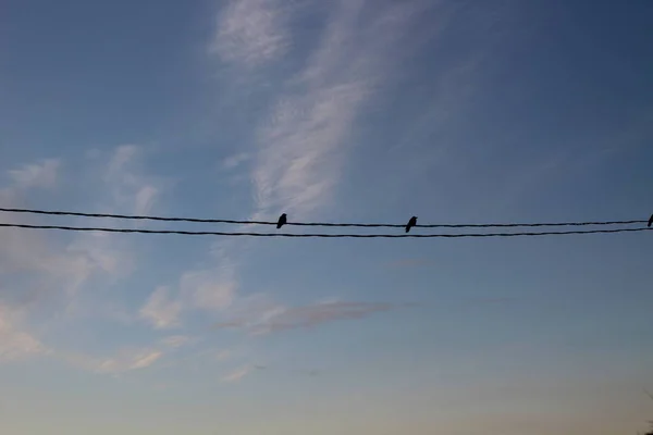 Oiseaux Sur Fils Lignes Électriques Corbeau Corbeau Noir Contre Ciel — Photo