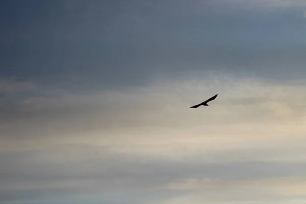 Dramaattinen Taivas Tumma Pilvet Lentävät Lintu Varis Raven — kuvapankkivalokuva