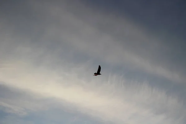 Dramatyczne Niebo Ciemnymi Chmurami Krukiem Ptaka Latającego — Zdjęcie stockowe