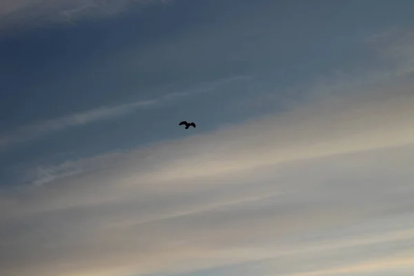 Kara Bulutlu Dramatik Gökyüzü Uçan Kuş Karga Kuzgunu — Stok fotoğraf