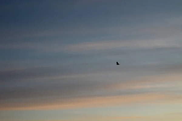 Dramatyczne Niebo Ciemnymi Chmurami Krukiem Ptaka Latającego — Zdjęcie stockowe