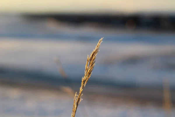 Çimen Büyüyen Kulak Silueti Mavi Günbatımı Gökyüzüne karşı Kar Tarlasında Pembe Sarı Bulutlar 