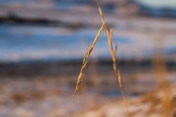 Gras Groei Oor Silhouet Tegen Blauwe Zonsondergang Hemel Met Roze — Stockfoto