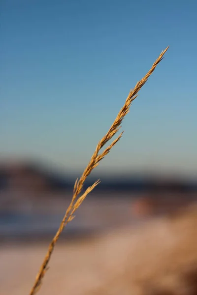 Sarı Bulutlu Mavi Günbatımı Gökyüzüne karşı Çimen Büyüyen Kulak Silueti