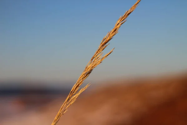 Sarı Bulutlu Mavi Günbatımı Gökyüzüne karşı Çimen Büyüyen Kulak Silueti