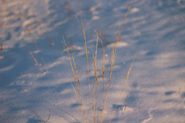 雪のフィールドにピンクの黄色の雲と青の夕日の空に対する草の成長耳シルエット — ストック写真