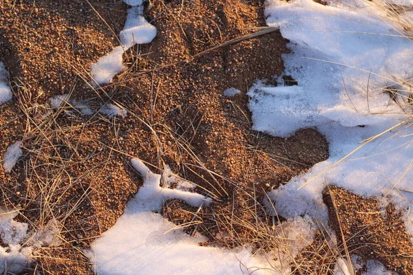Тонкий Желтый Снежный Фон Закатном Свете — стоковое фото